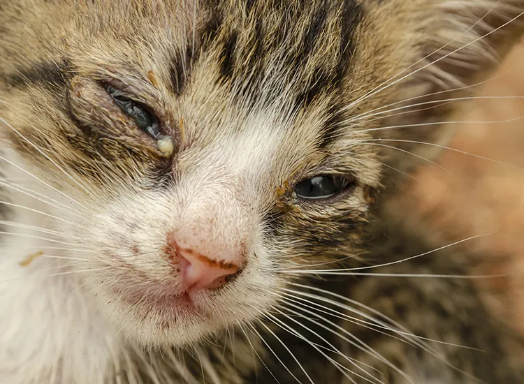 objawy choroby u małego kotka