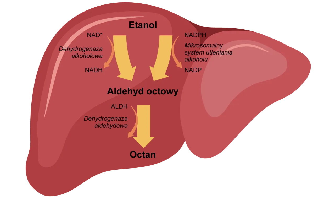 Wątroba metabolizm alkoholu ketoza schemat
