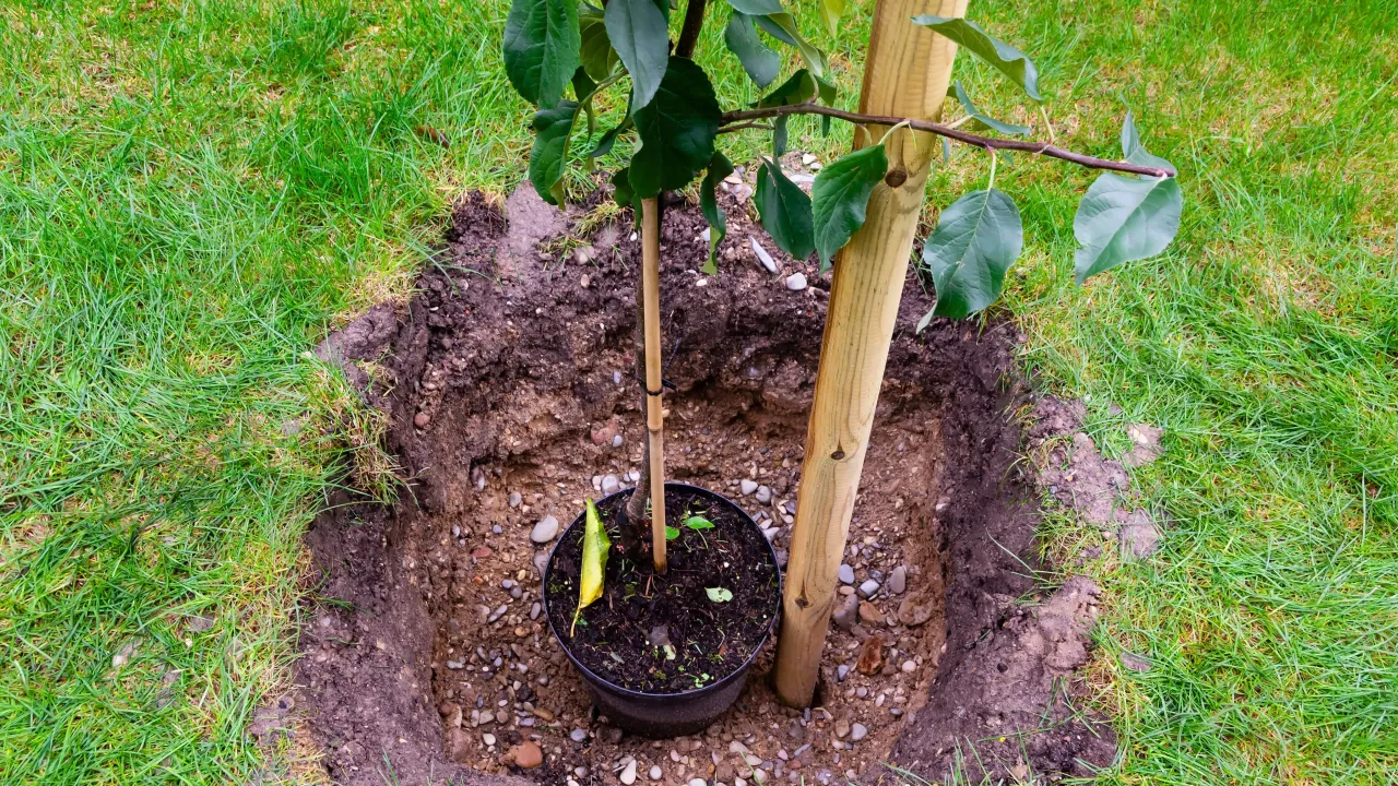 Sadzenie jabłoni: młode drzewko w doniczce czeka na posadzenie w wykopanym dole. Palik podtrzyma je w pierwszych latach.