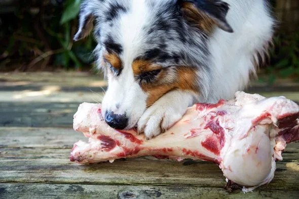 pies jedzący surową kość królika