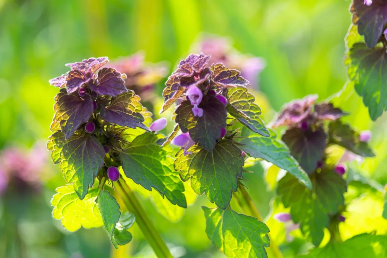 Jasnota purpurowa kwiaty i liście