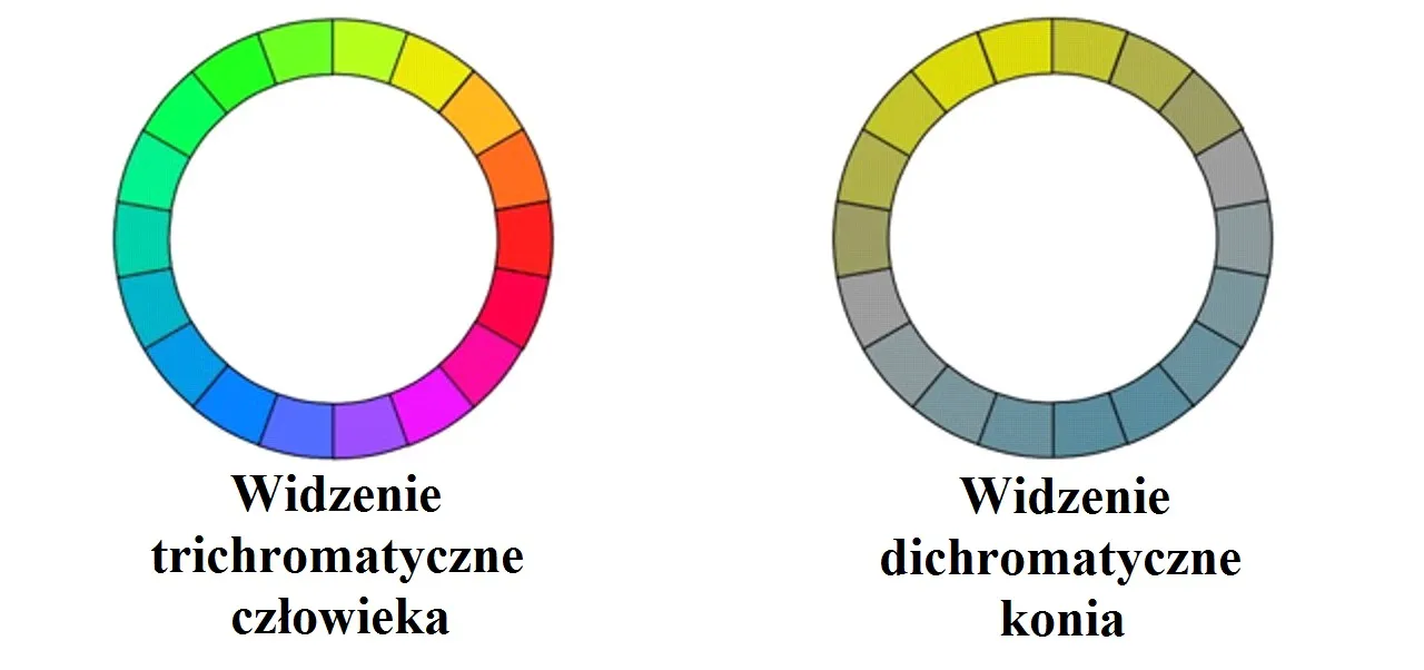 Paleta barw widziana przez konia i człowieka