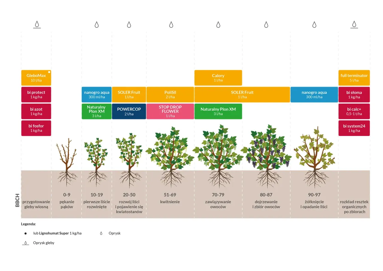 Zdrowe krzewy porzeczek na żyznej glebie