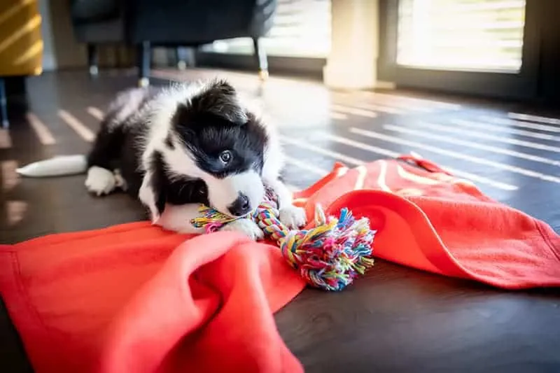 border collie zabawy węchowe