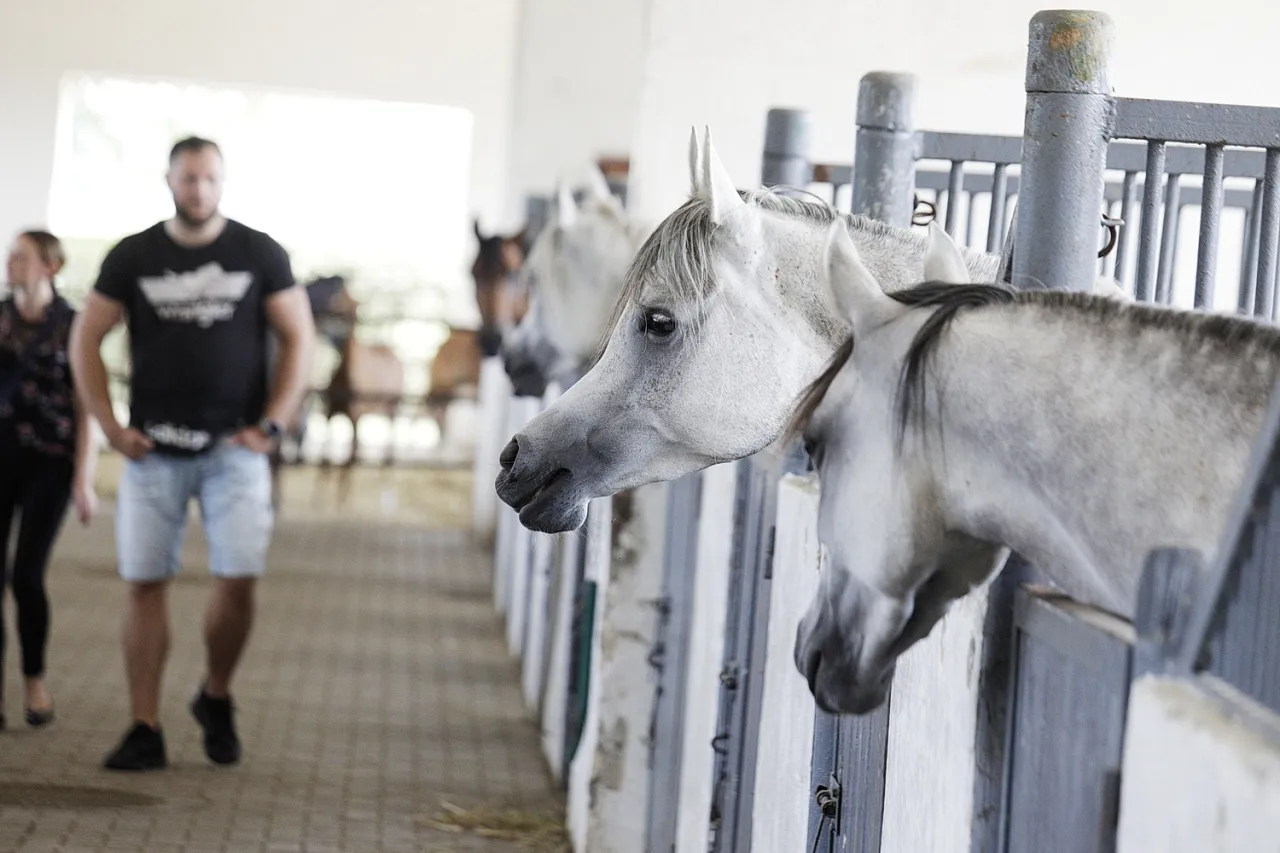 Konie arabskie Michałów