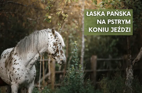 pstry koń przysłowie znaczenie