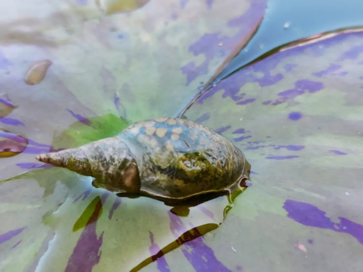 Glony w oczku wodnym