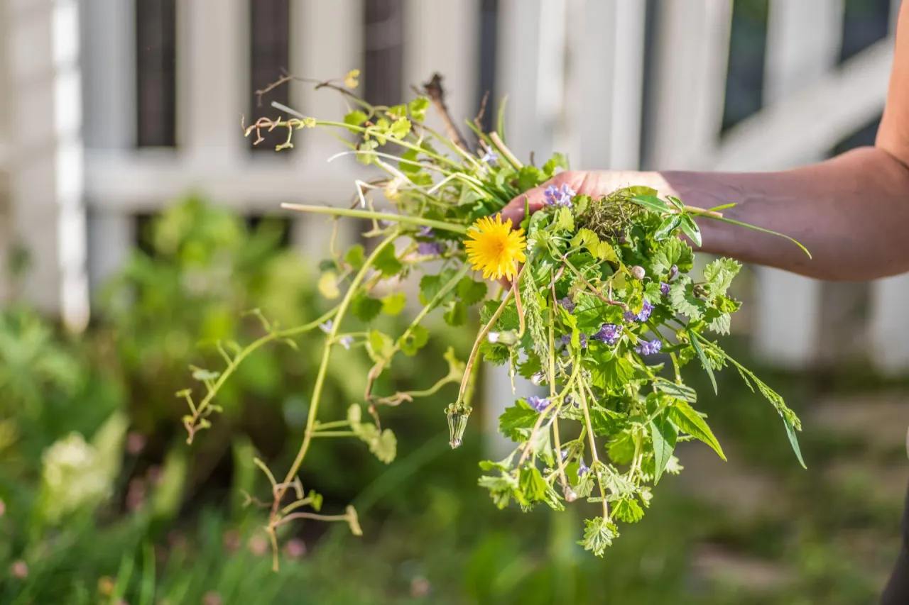 Ż&oacute;łte chwasty w ogrodzie identyfikacja
