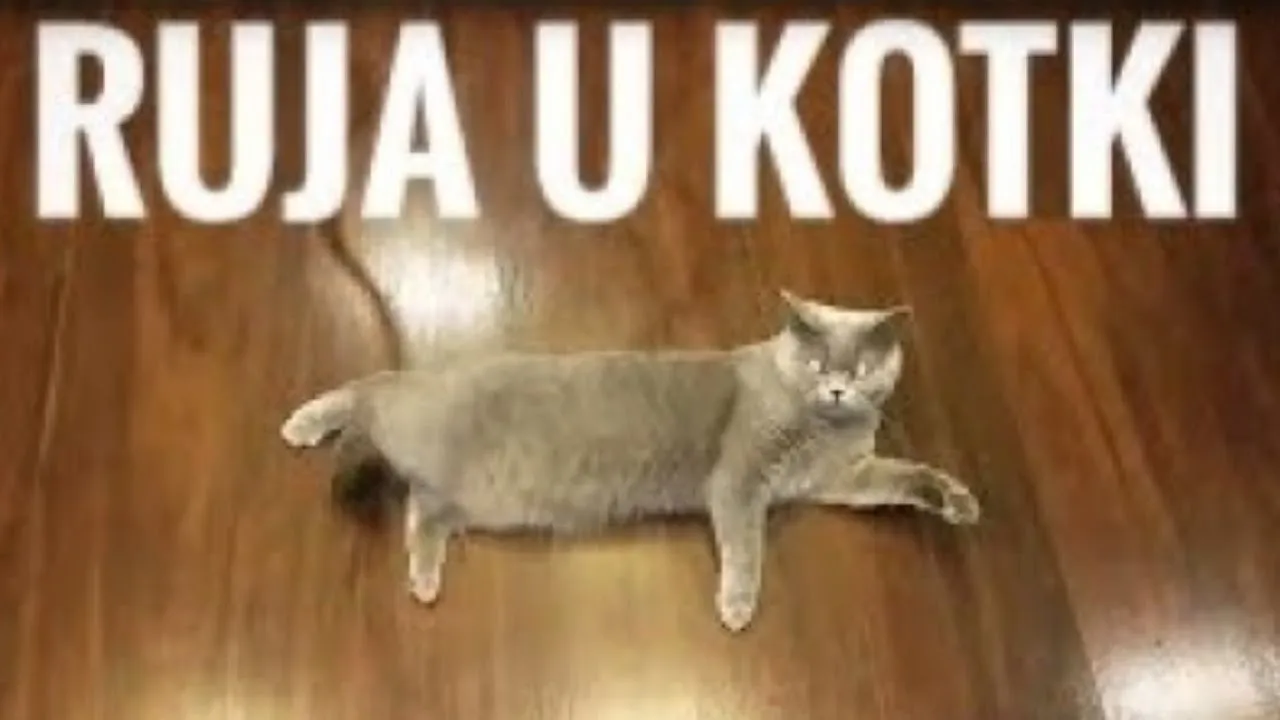 Zdjęcie Objawy rujki u kotki – jak je rozpoznać i co z tym zrobić?