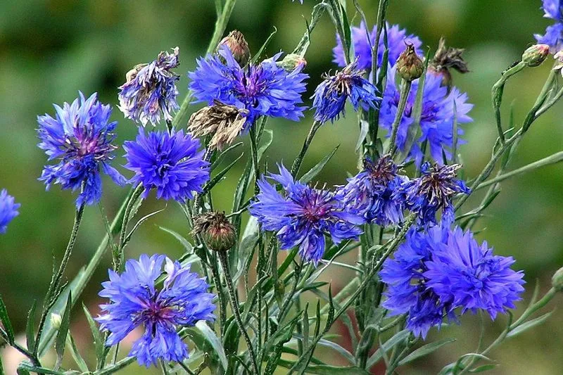 chaber bławatek identyfikacja