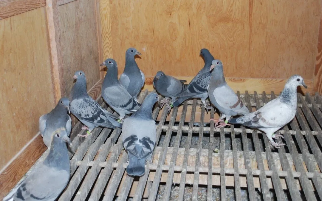 młody gołąb mięsny tuszka