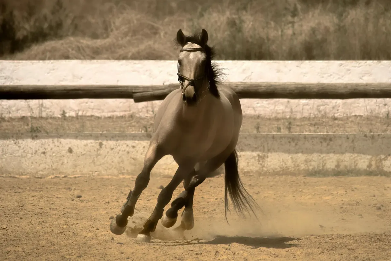 Checklista oceny ujeżdżalni przed wyborem stadniny