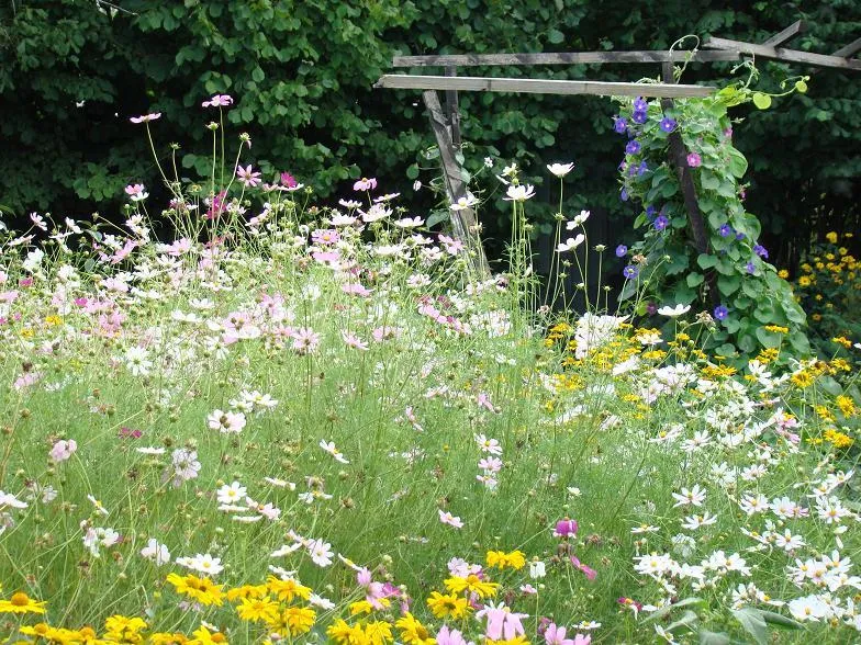 kwiaty kosmos onętek ogród