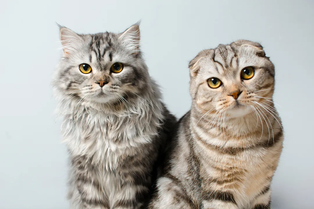 różne charaktery kotów