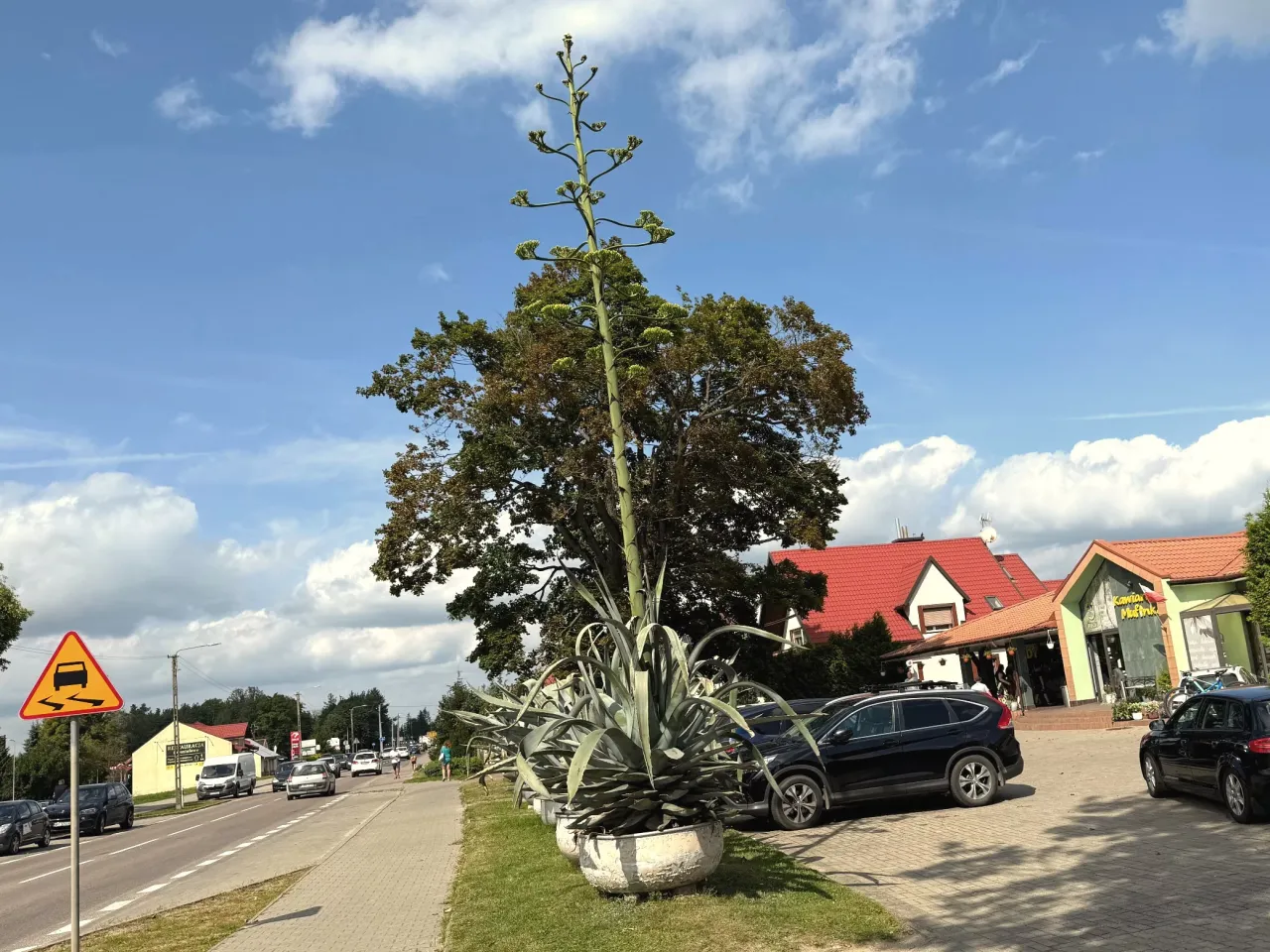 kwitnąca agawa spektakularny pęd kwiatowy