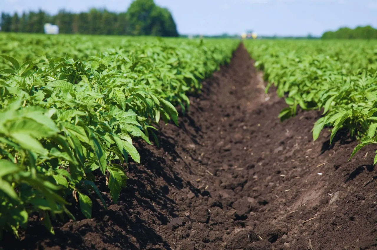 Rząd zielonych ziemniaków na polu, przygotowywany do oprysku na chwasty.