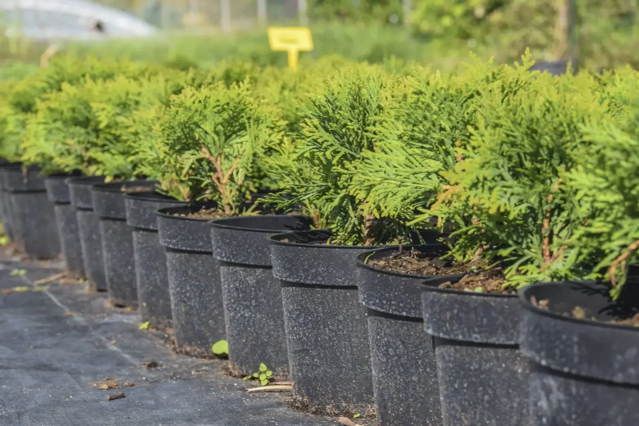 Przycinanie tui zdrowe krzewy