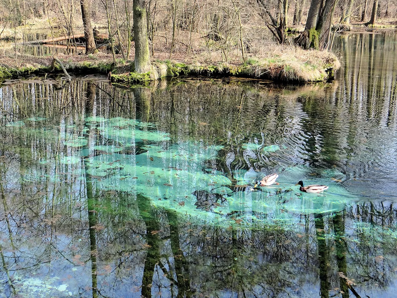 Niebieskie Źr&oacute;dła Tomasz&oacute;w Mazowiecki