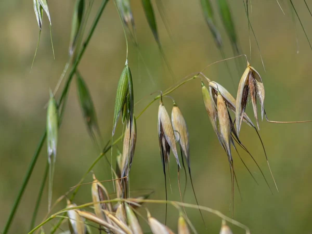 Ekologiczne zwalczanie owsa głuchego