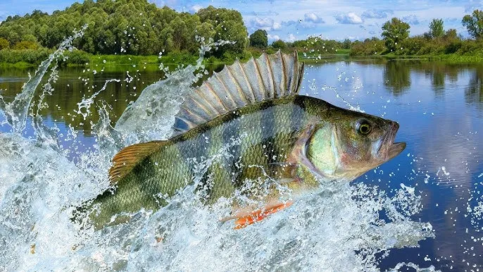 miejscówki spinningowe jezioro rzeka