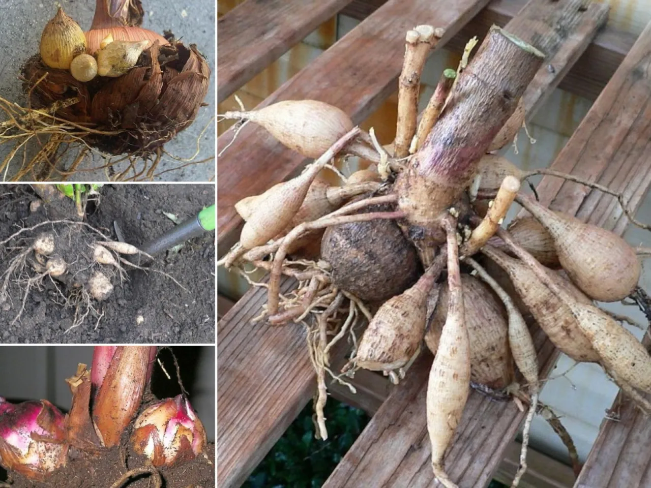 kanna w ogrodzie polskim