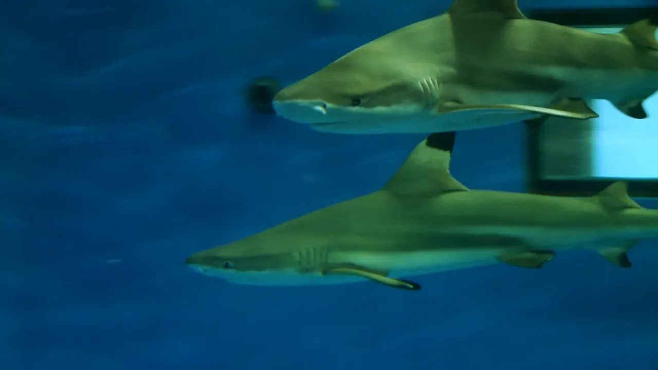 Akwarium Gdyńskie widok ogólny