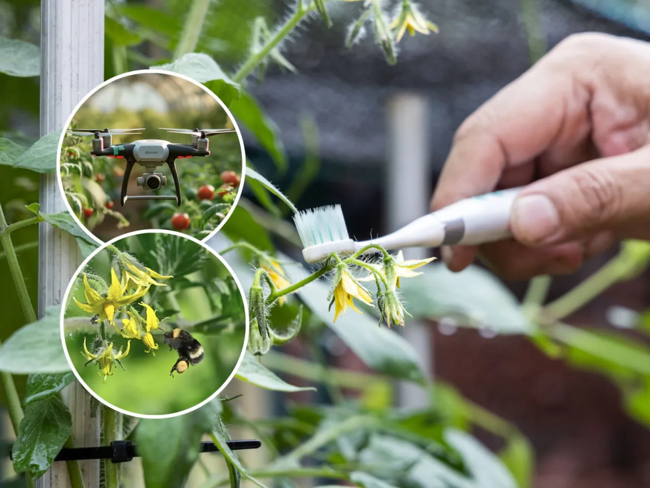 Ręczne zapylanie pomidor&oacute;w szczoteczką, obok pszczoła i dron. Nowoczesne metody wspomagania zapylania pomidor&oacute;w.