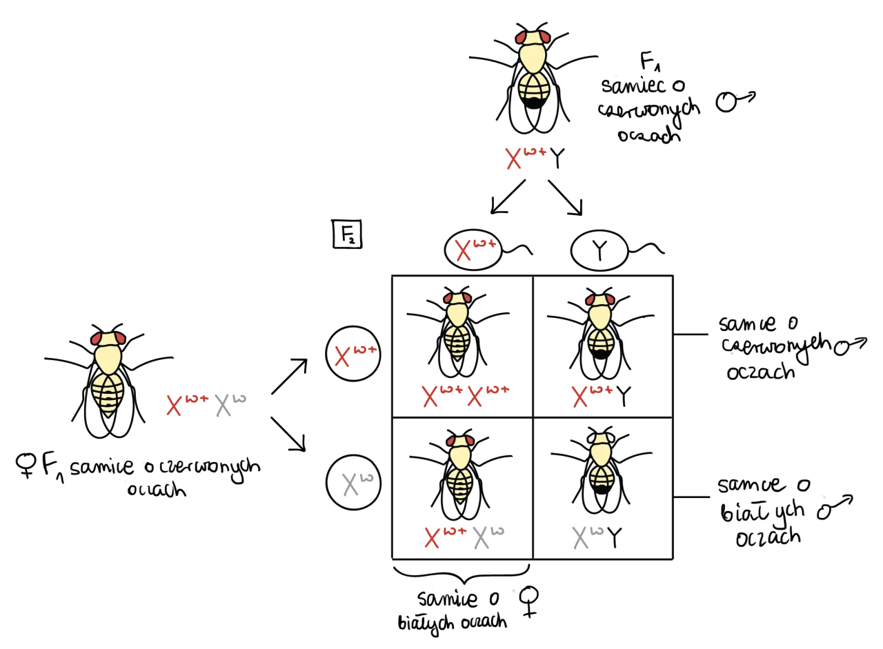 Schemat dziedziczenia koloru oczu genetyka