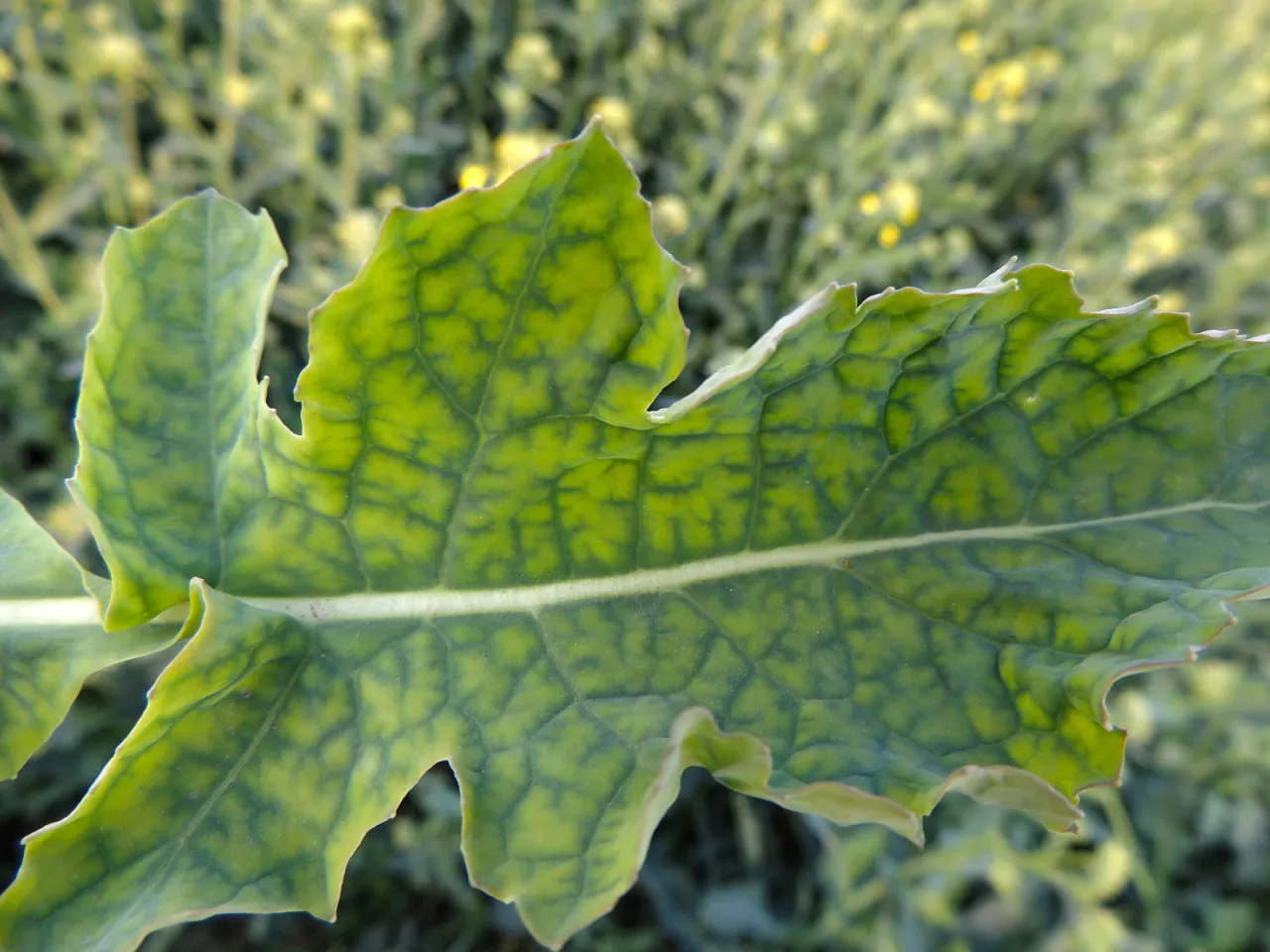 Niedobór magnezu liście