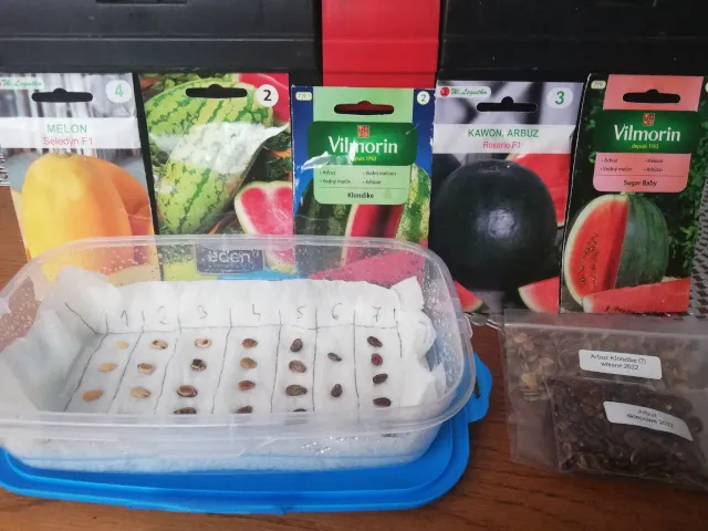 przygotowany arbuz dla ptaka