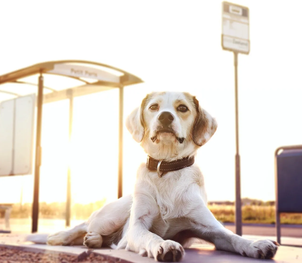 Mapa Polski zasady przewozu ps&oacute;w w komunikacji miejskiej