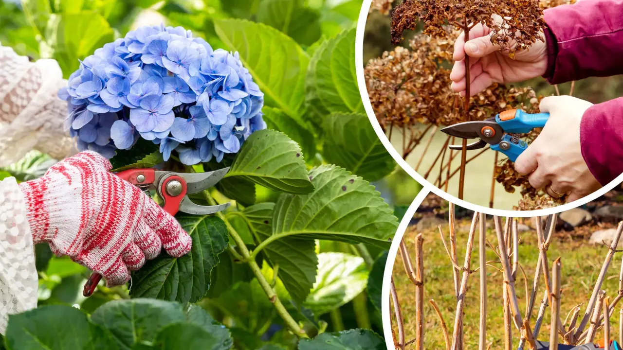 Przycinanie hortensji na zimę: ręka w rękawiczce z sekatorem przy niebieskiej kępie, ręka przycinająca suche kwiatostany, przycięte pędy.