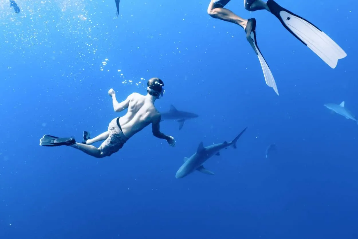 turysta zaniepokojony rekinem