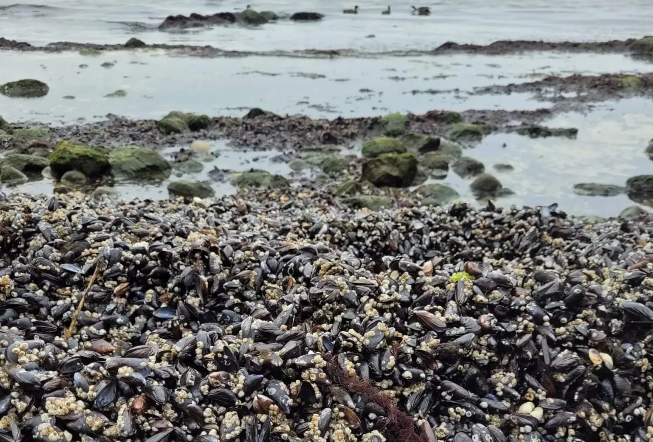 zbieranie muszli po sztormie na plaży