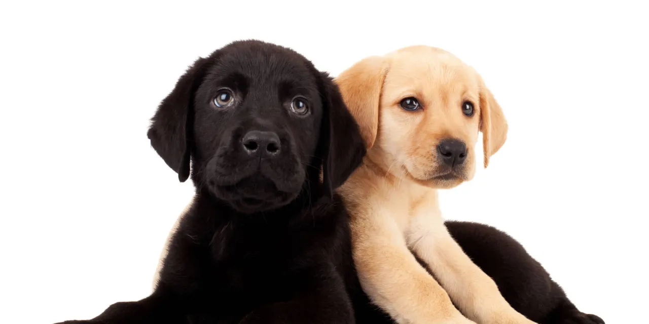 tabela zalecenia żywieniowe szczeniąt ras olbrzymich