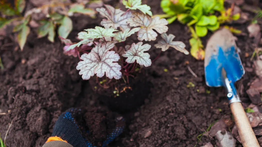 sadzenie żurawki krok po kroku