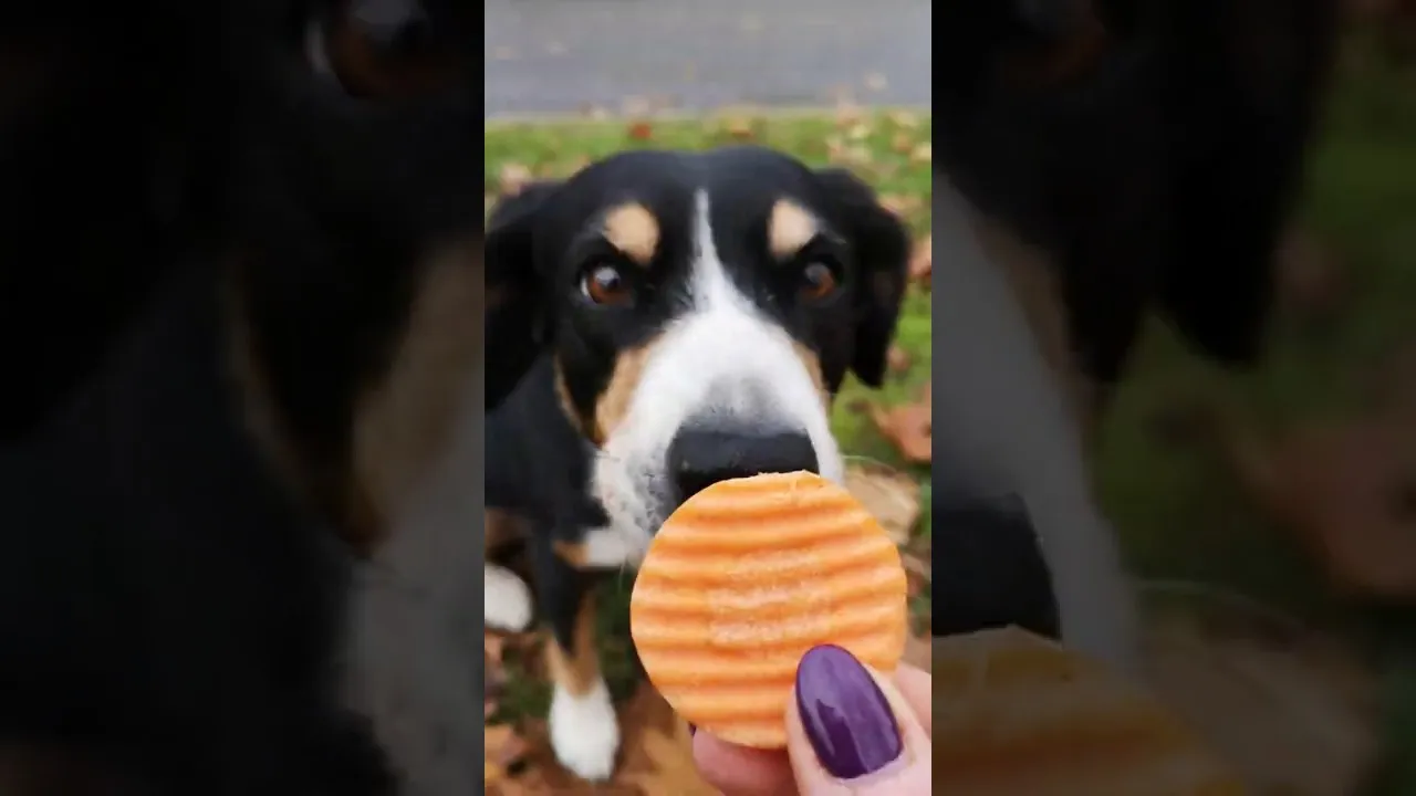 pies jedzący kawałki marchewki bezpieczne podawanie