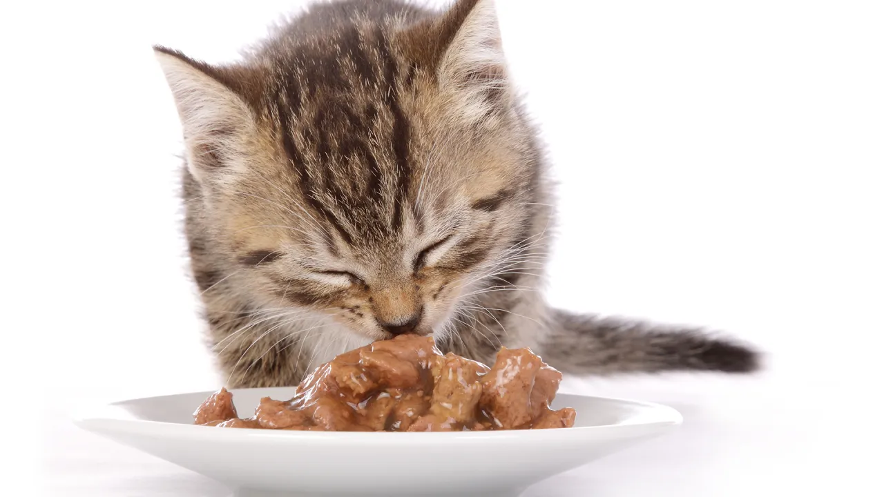 kociak jedzący mokrą karmę