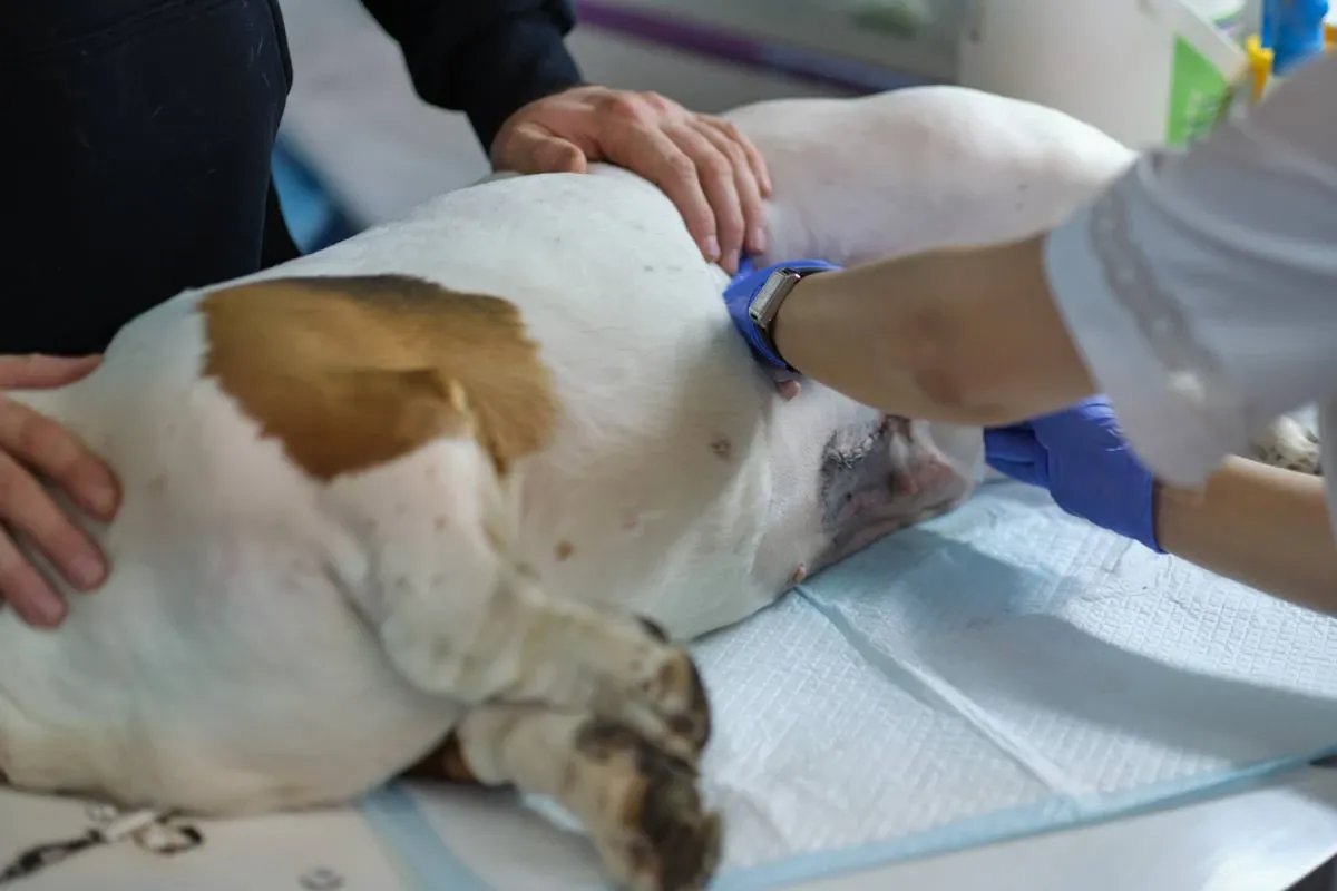 Kastracja psa, sterylizacja suki, usuwanie kamienia nazębnego u psa, zabiegi weterynaryjne