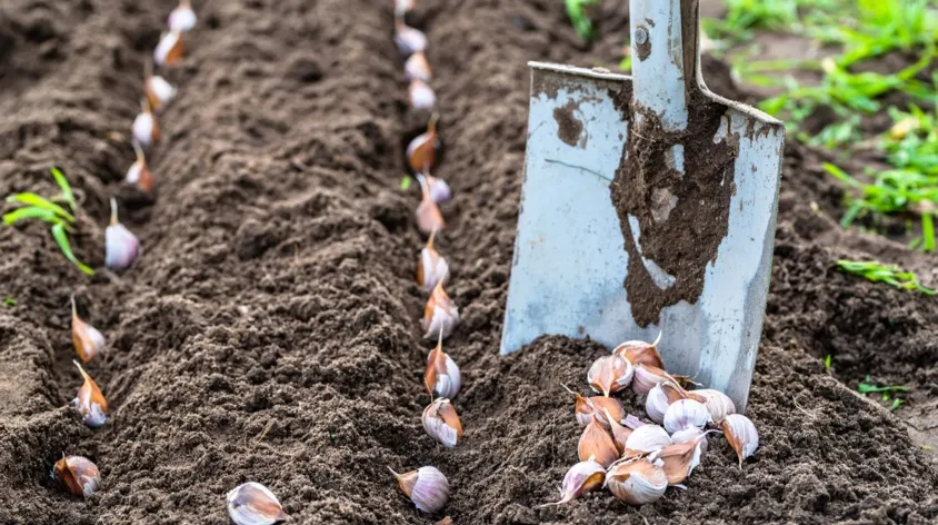 przygotowanie grządki pod czosnek