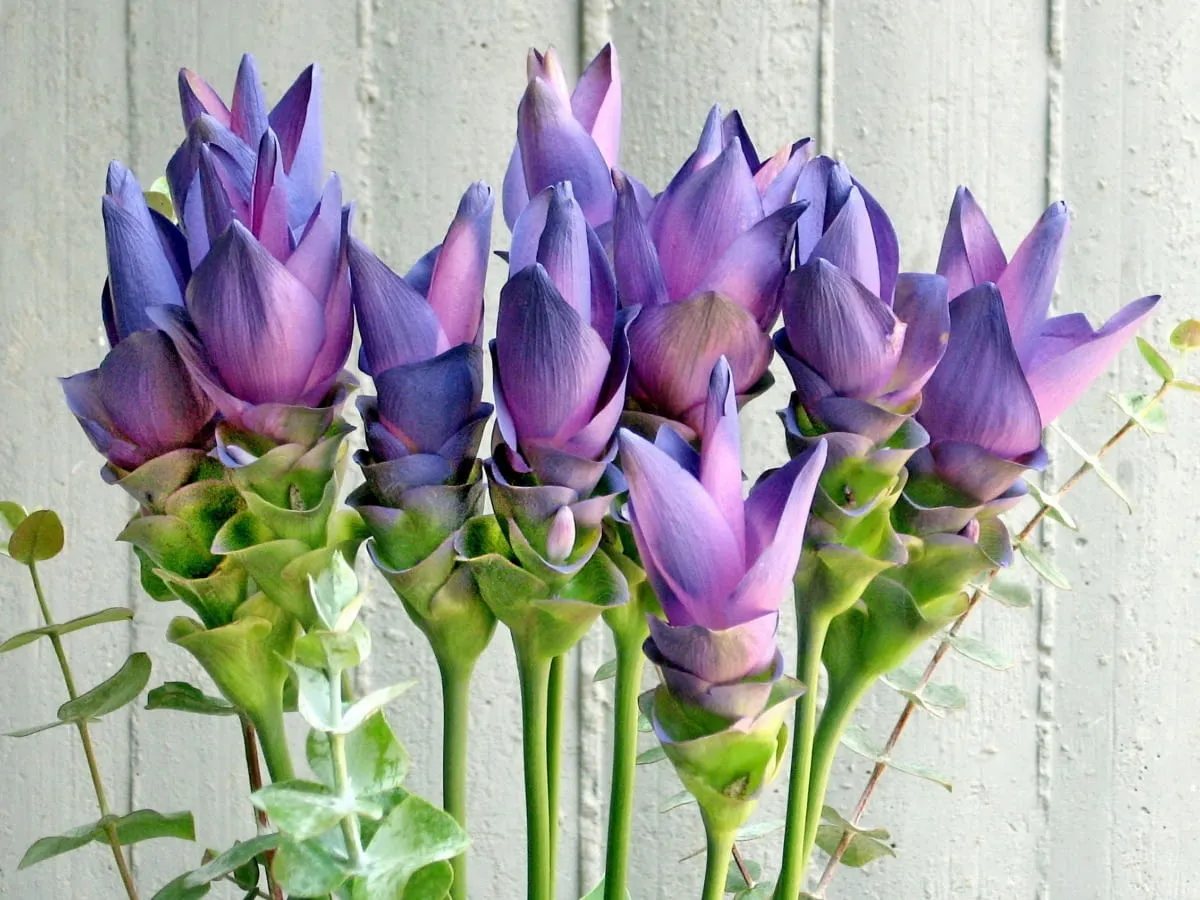 Kurkuma ozdobna w doniczce kwitnąca