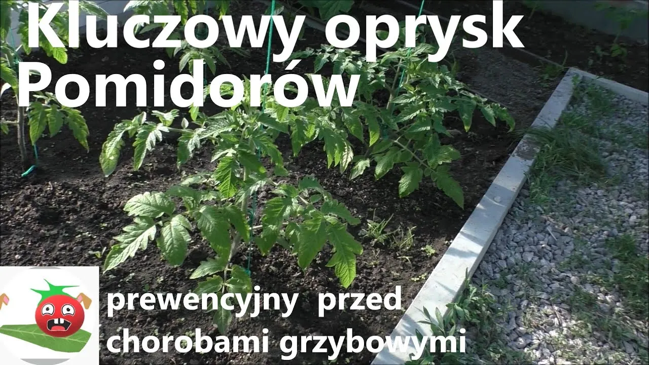 Zdjęcie Czym pryskać pomidory po posadzeniu, aby uniknąć chorób i szkodników?