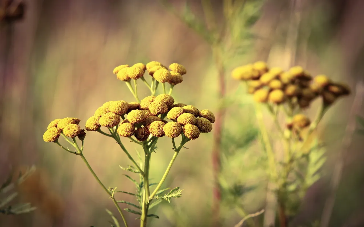 żółte chwasty polne różne gatunki