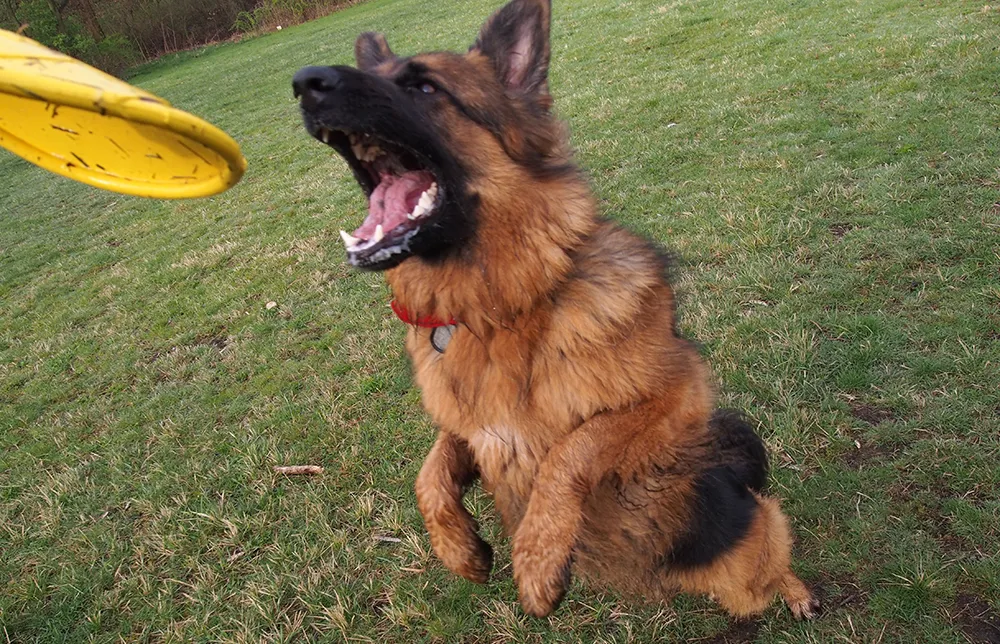 wyprawka dla szczeniaka owczarka niemieckiego