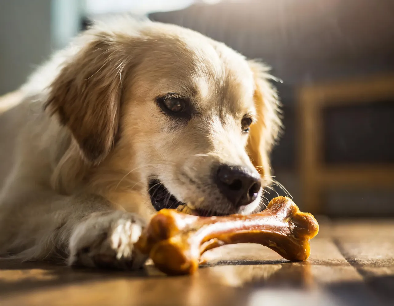 jak dobrać gryzak dla psa wiek rozmiar