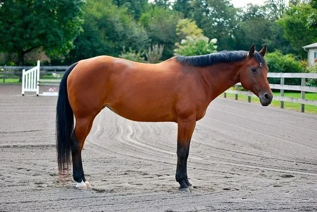 koń American Quarter Horse