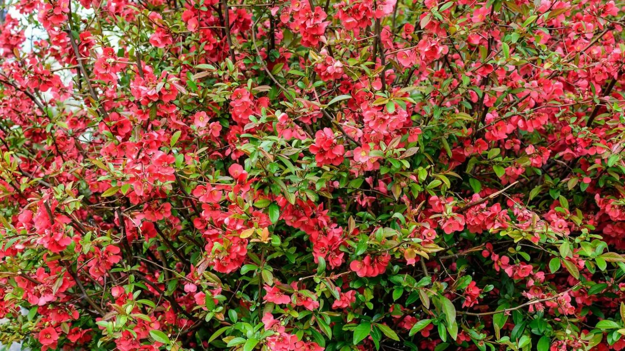 Krzew pigwowca japońskiego w pełnym rozkwicie, z licznymi czerwonymi kwiatami i zielonymi liśćmi.