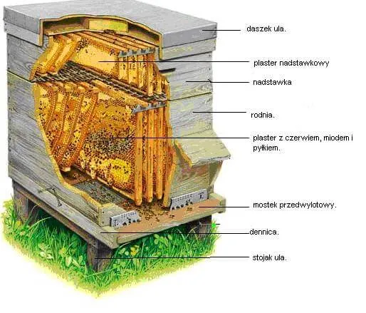 Ul pszczeli przekrój dla dzieci