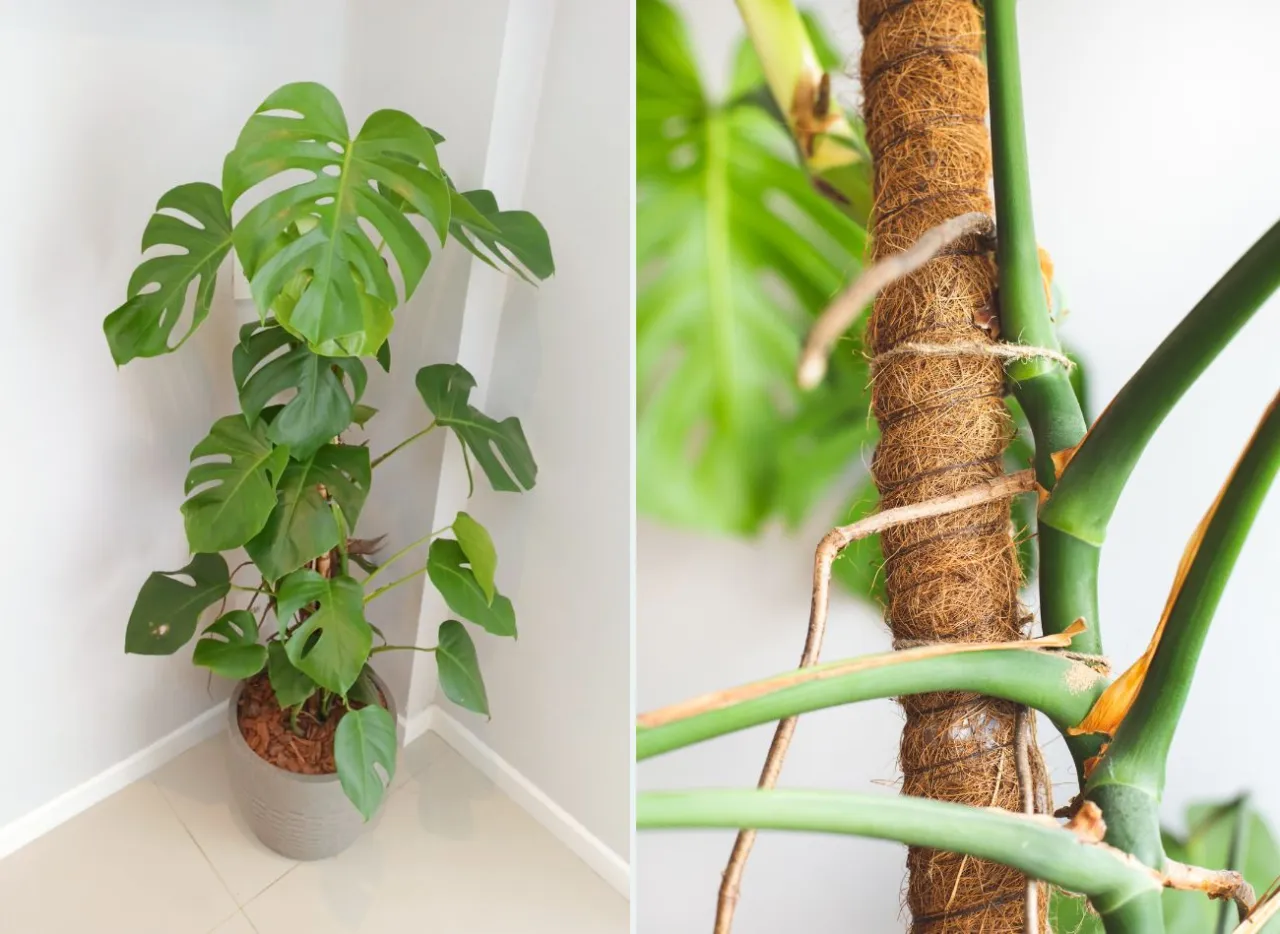 roślina z korzeniami wychodzącymi z doniczki