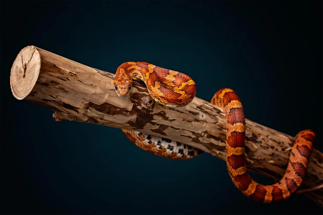 wąż zbożowy terrarium